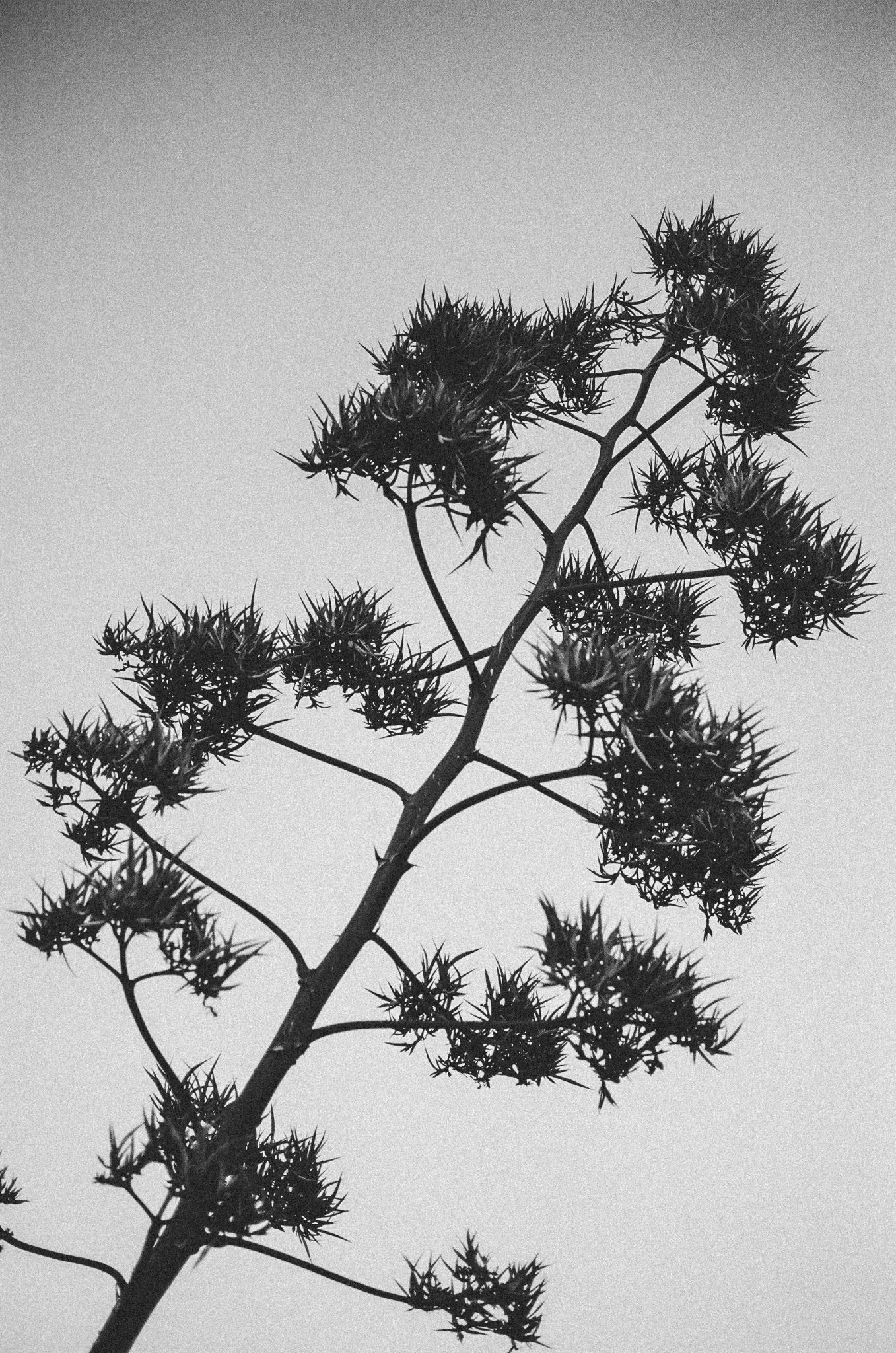 687a236960f46d5a98dff52b_black-blossom-_1753728569321.jpg