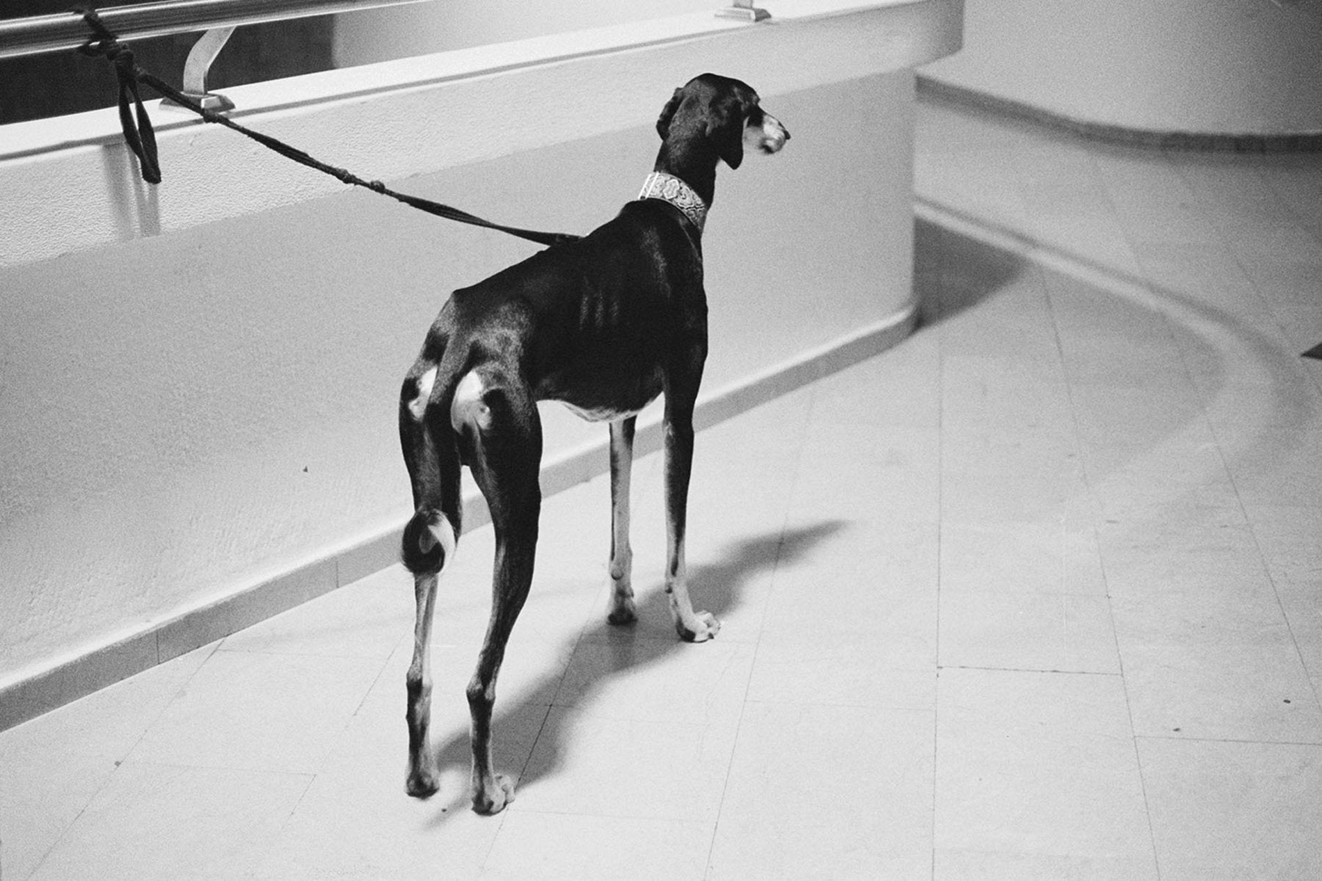 687a236960f46d5a98dff52b_leash_1775241718219.jpg