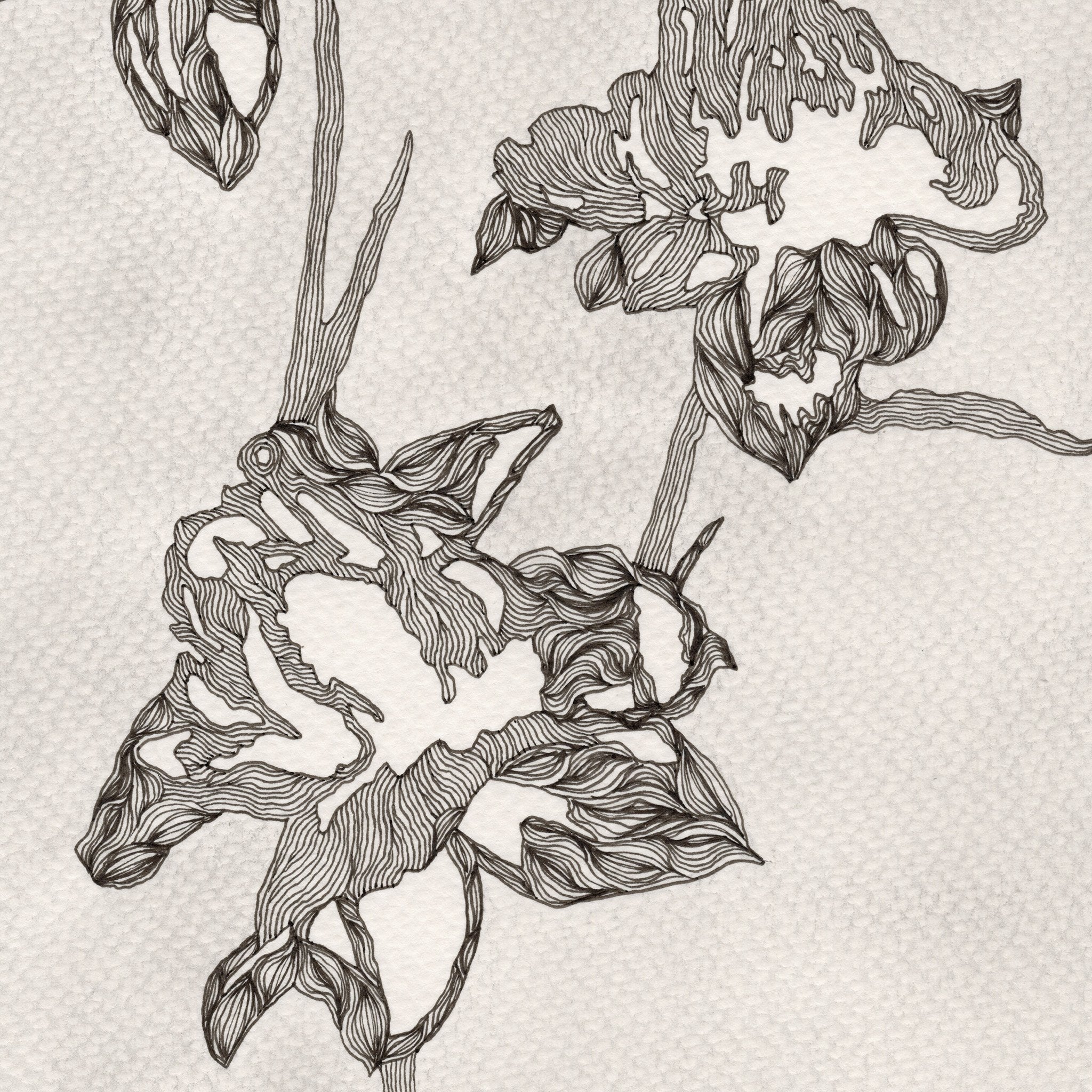 687a236960f46d5a98dff52b_peony-2_1757943104348.jpg