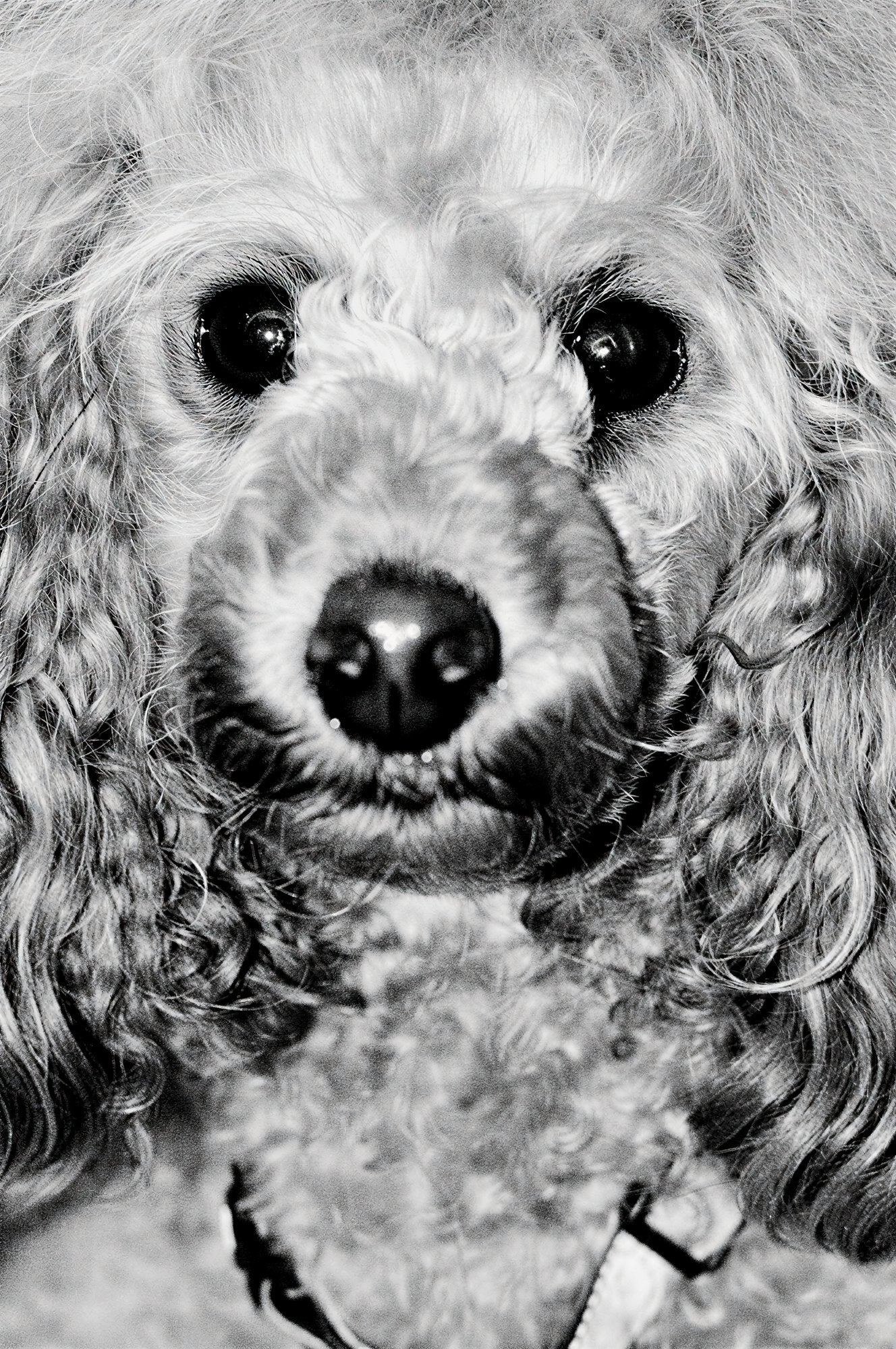 687a236960f46d5a98dff52b_poodle-portrait_1775257573672.png
