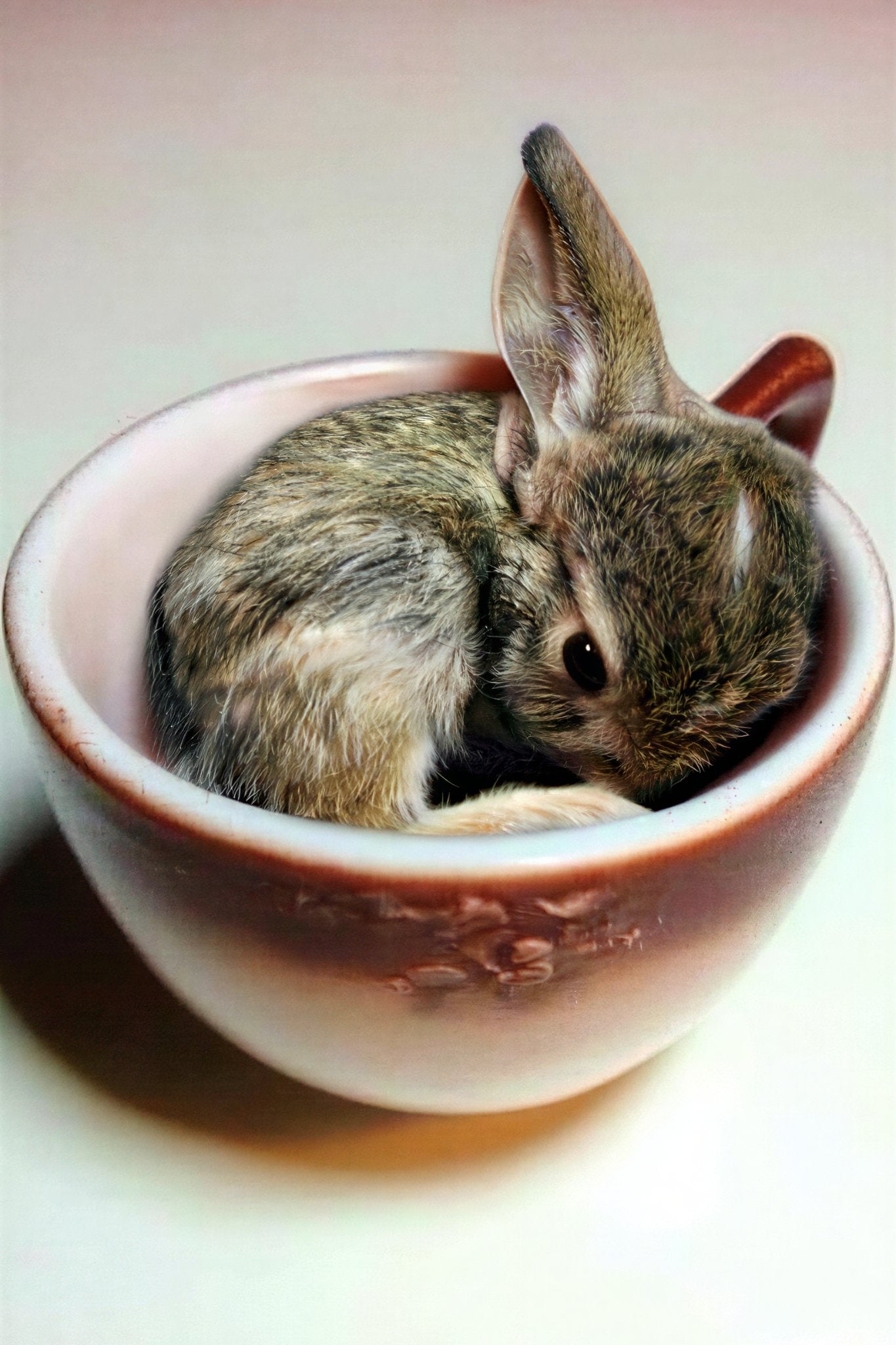 687a236960f46d5a98dff52b_rabbit-kity_1775301637504.png