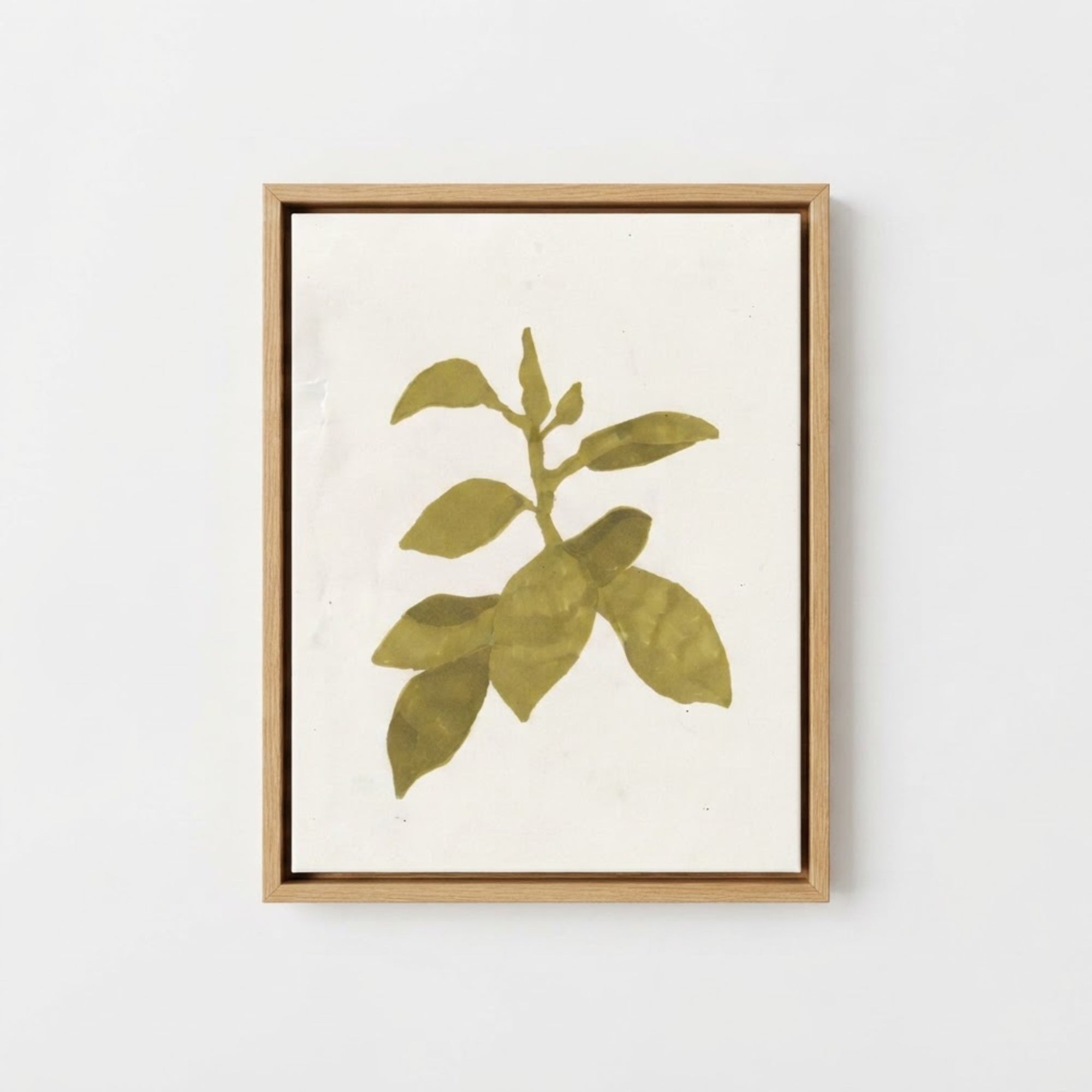 Rubber Plant