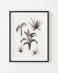 Tropical Plants Study II