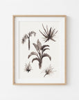 Tropical Plants Study II