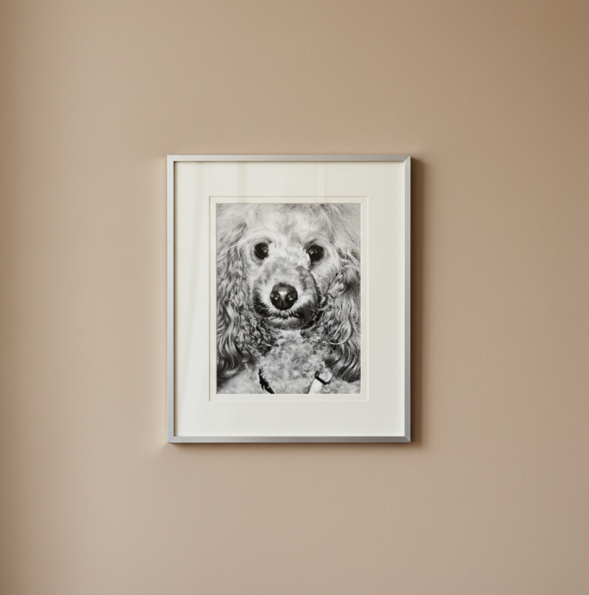 Poodle Portrait