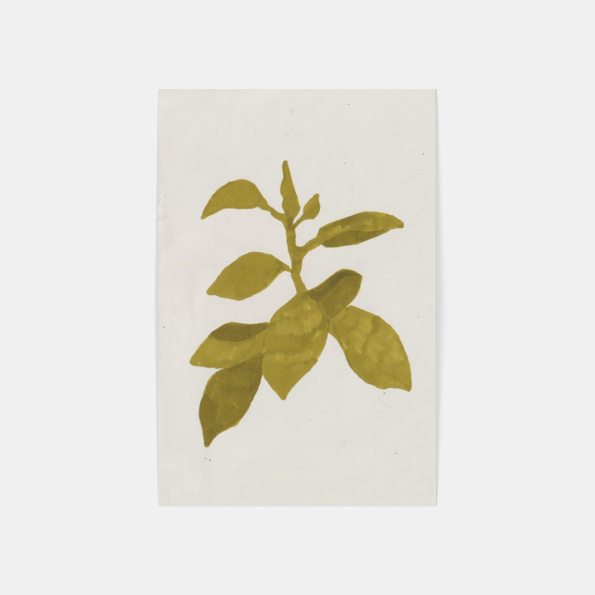 Rubber Plant
