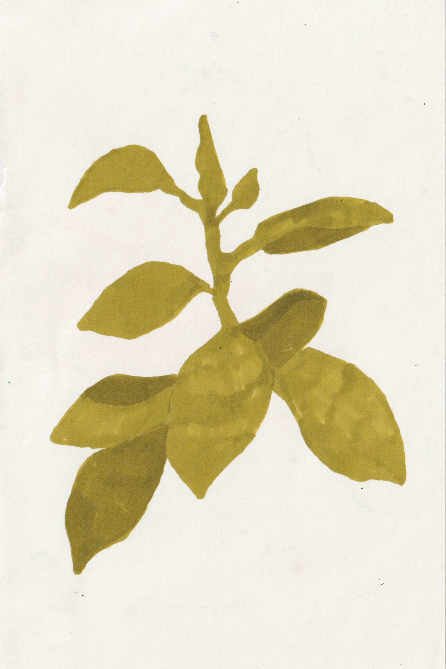 Rubber Plant