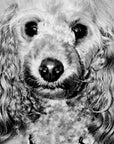 687a236960f46d5a98dff52b_poodle-portrait_1775257573672.png