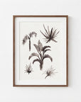 Tropical Plants Study II