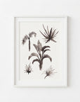 Tropical Plants Study II